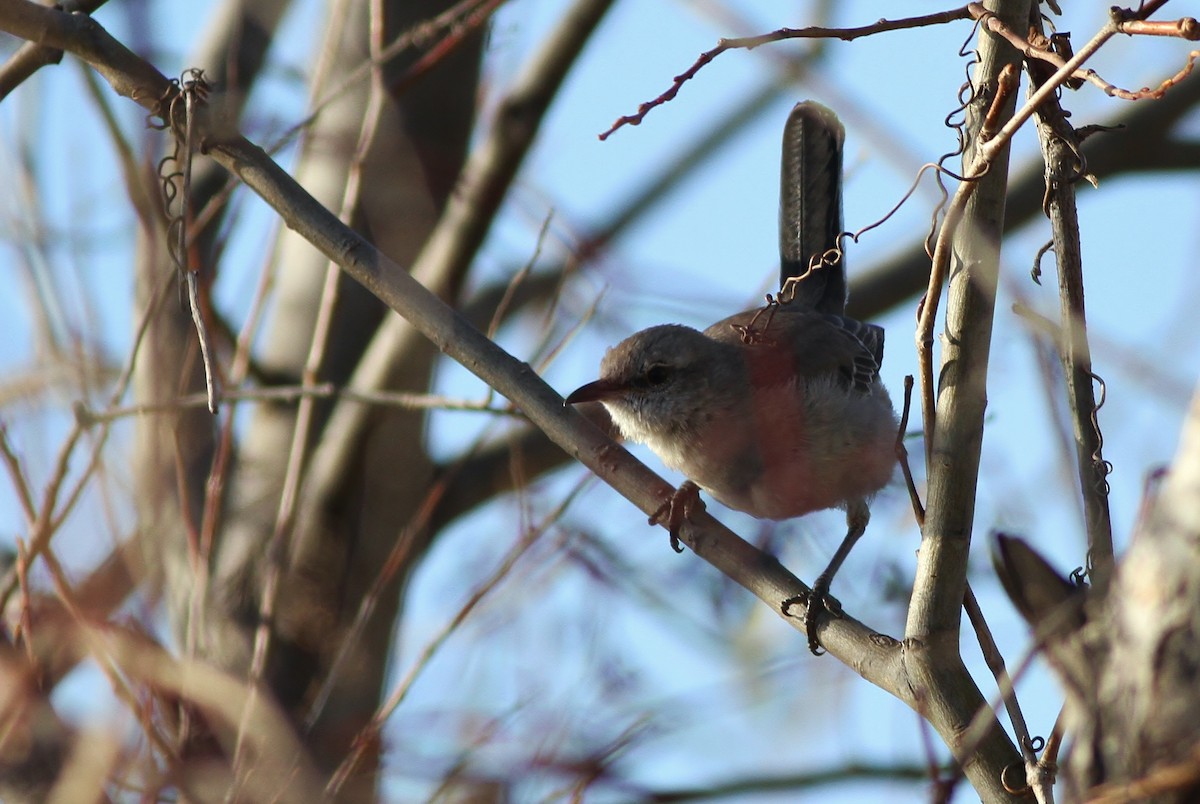 Northern Mockingbird - ML40121901