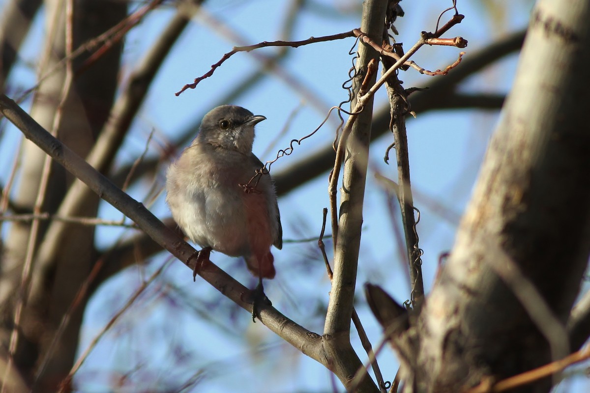 Northern Mockingbird - ML40121911