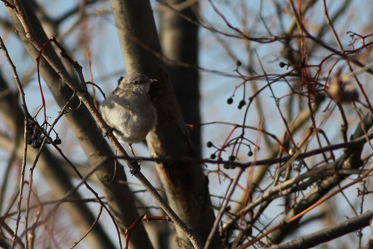 Northern Mockingbird - Alex Lamoreaux