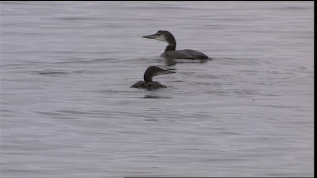 Common Loon - ML401220