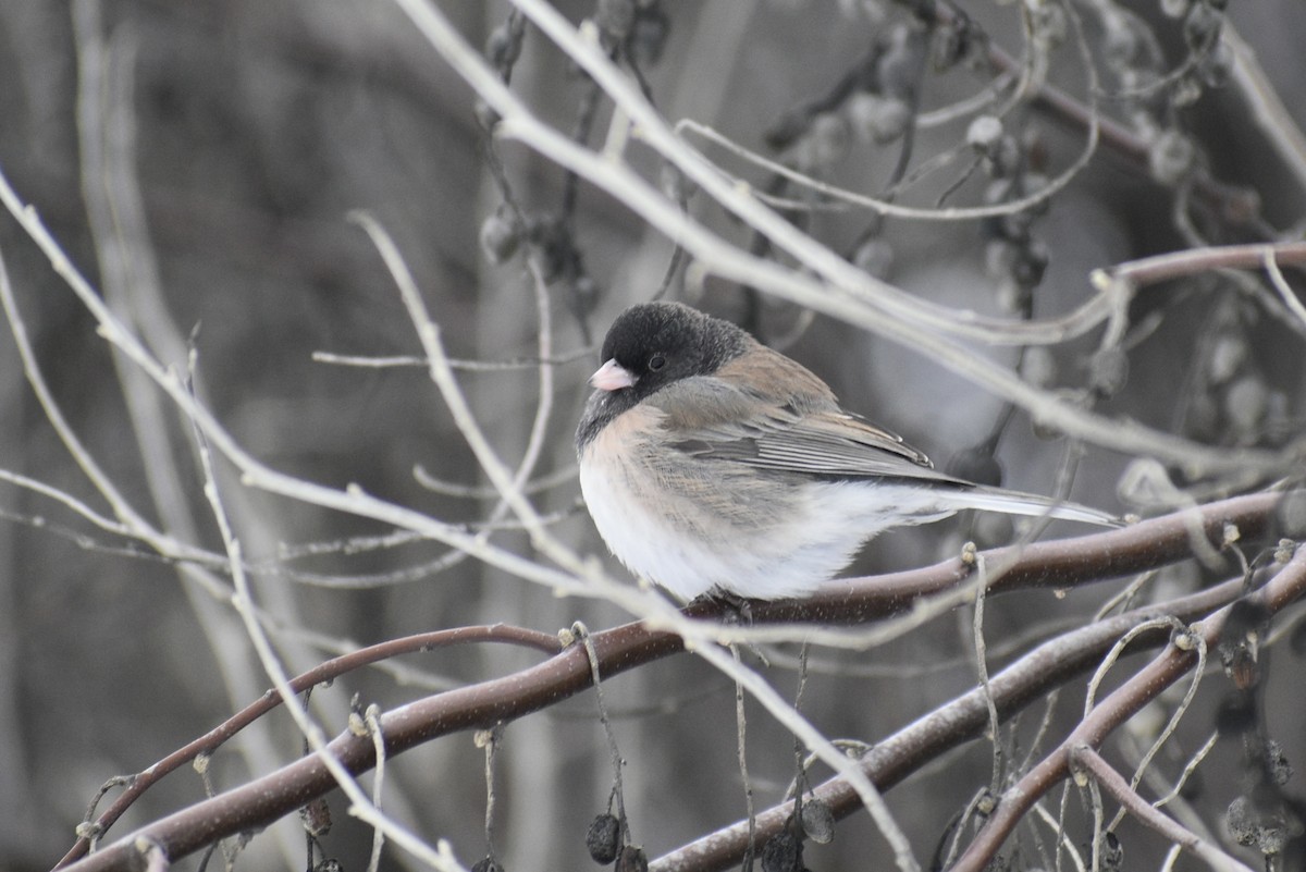 Junco ardoisé (groupe oreganus) - ML401221471