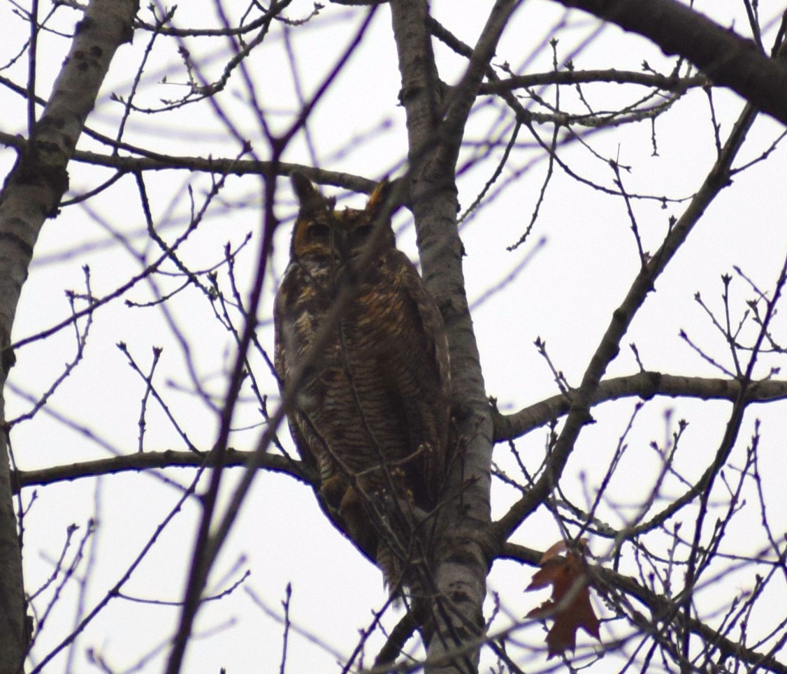 Great Horned Owl - ML401221511
