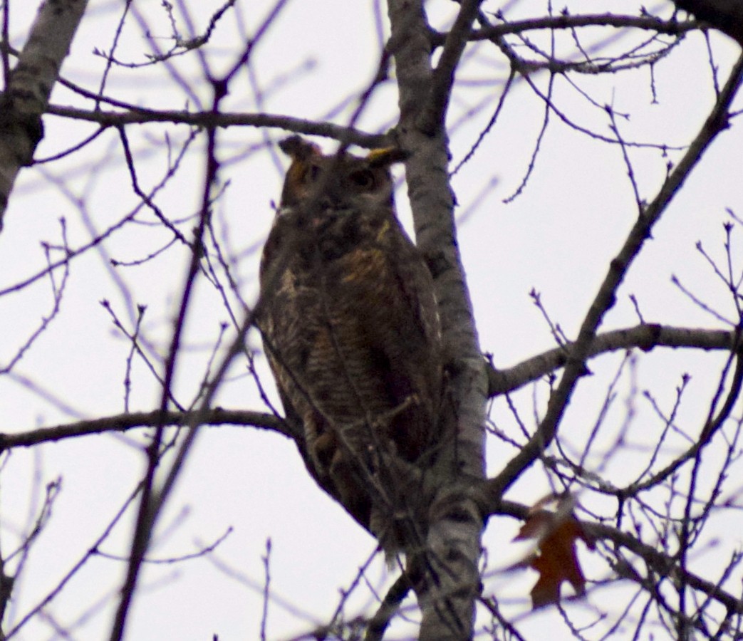 Great Horned Owl - ML401221591