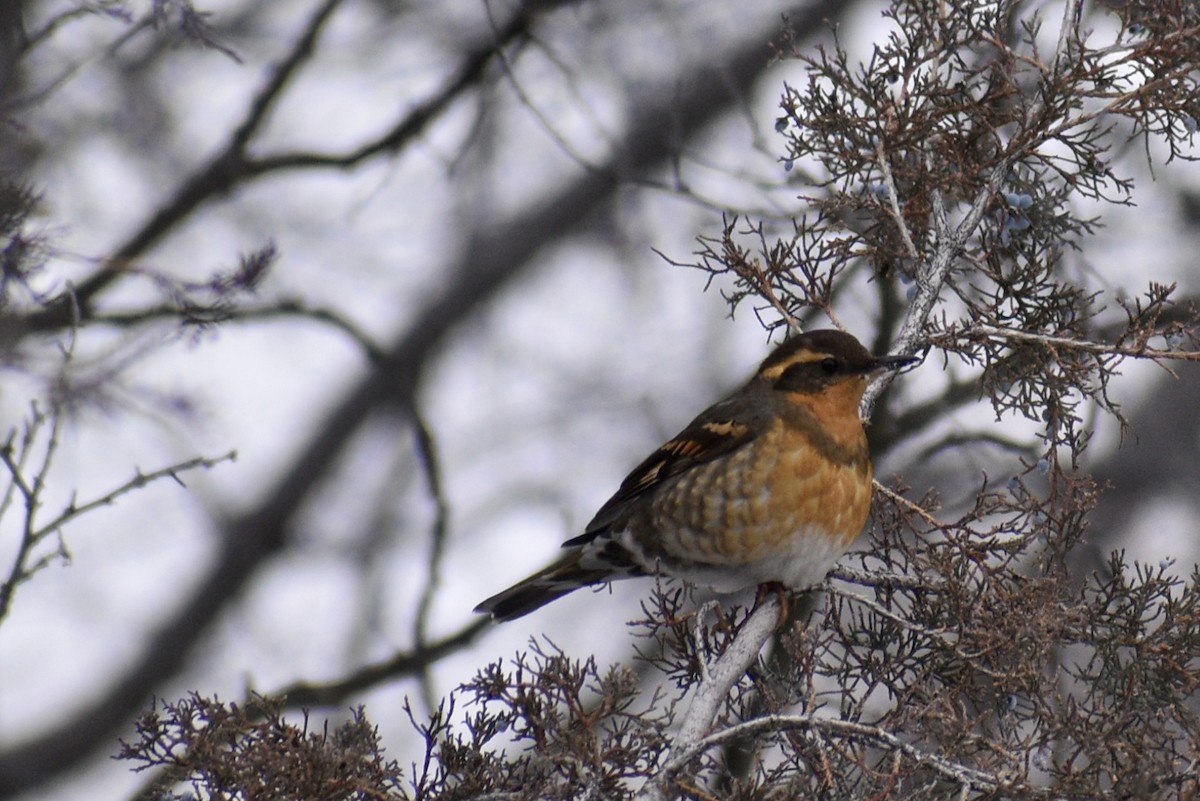 Varied Thrush - Kavanagh McGeough