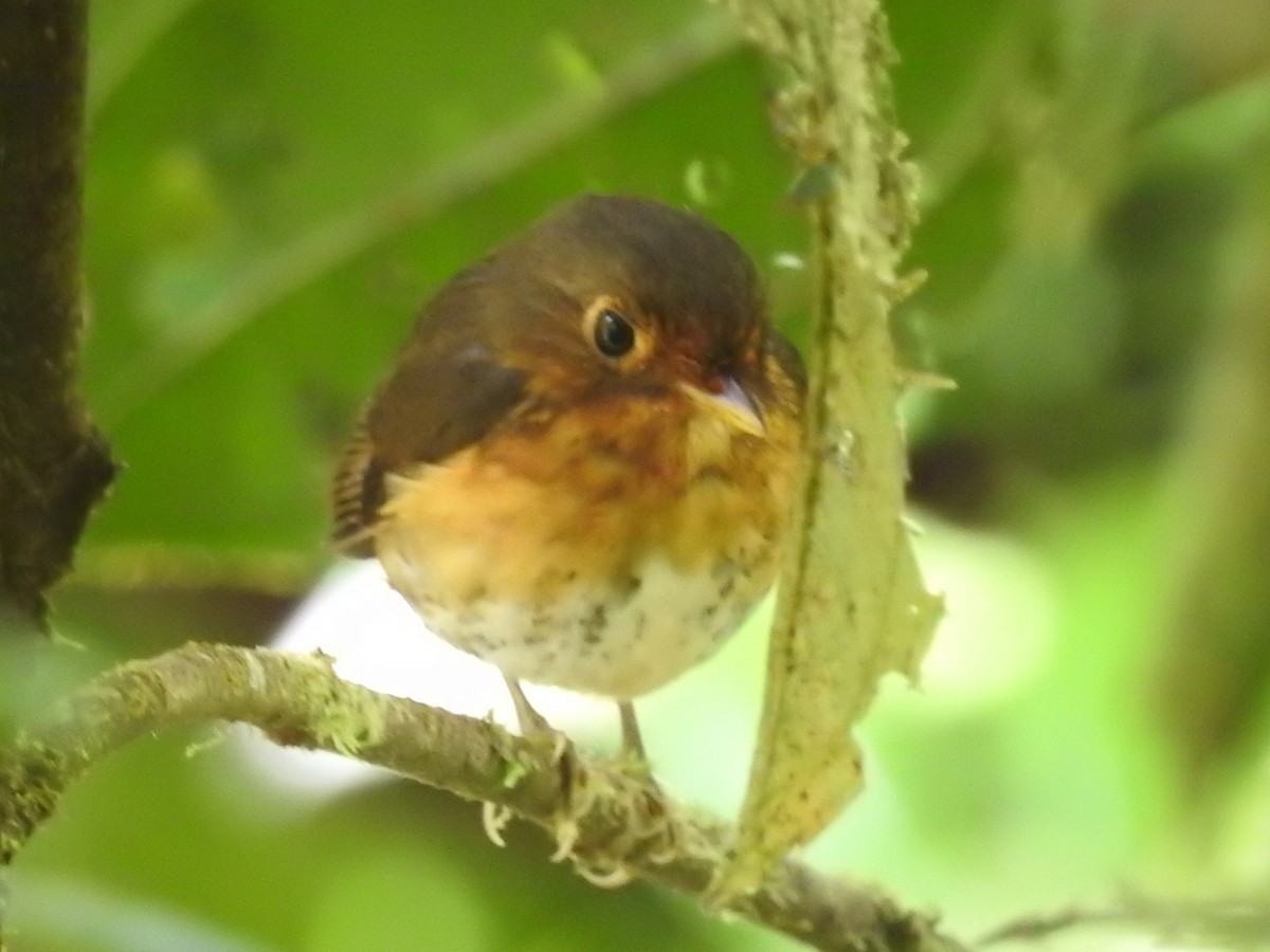 Ochre-breasted Antpitta - ML401223231