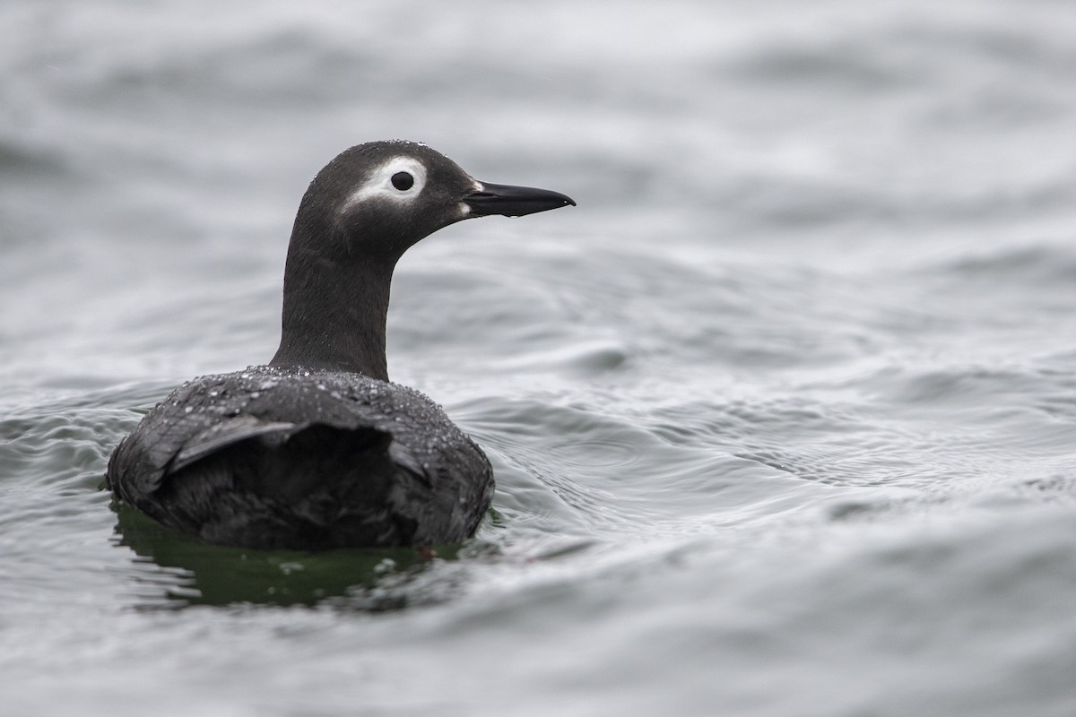 Spectacled Guillemot - Michael Stubblefield