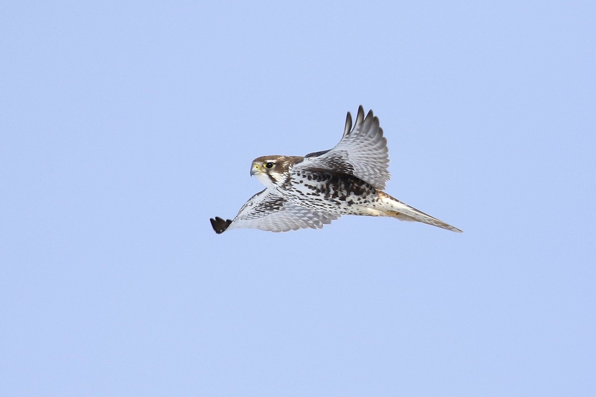 Prairie Falcon - ML401223581