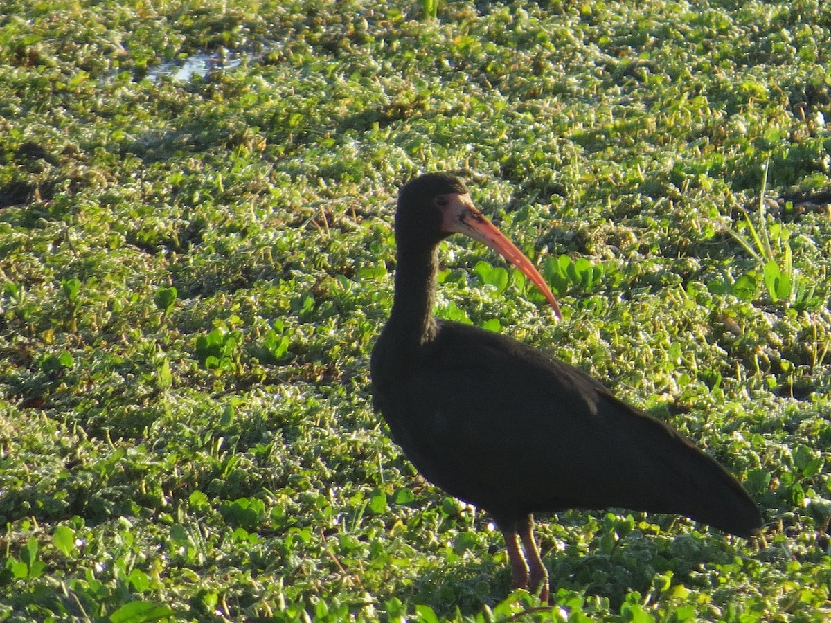 Bare-faced Ibis - ML40122401