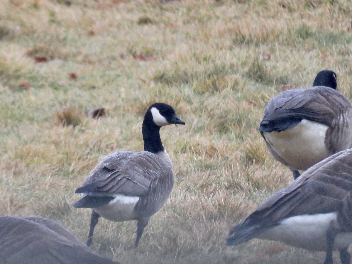 Cackling Goose - Holly Bauer