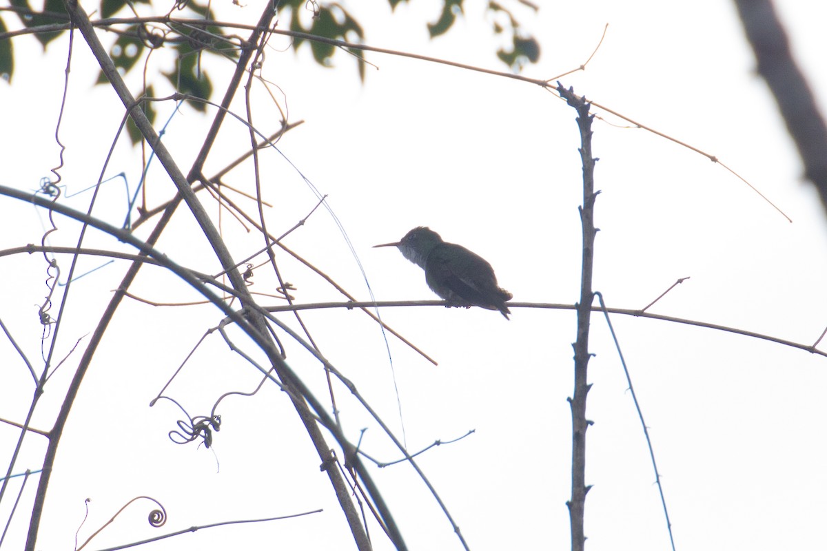 White-bellied Emerald - Francis Canto Jr