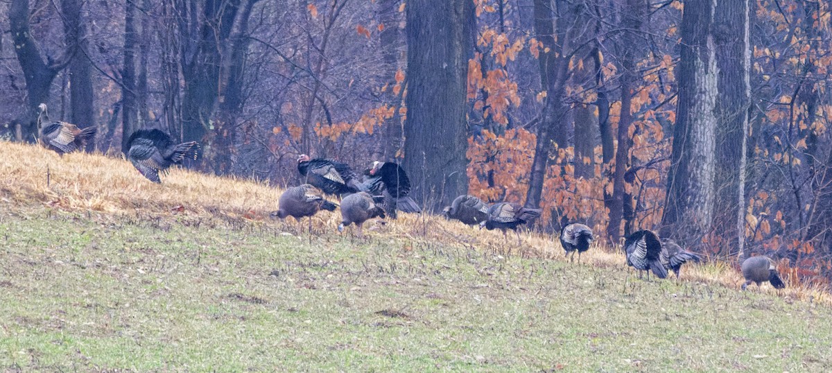 Wild Turkey - ML401225081