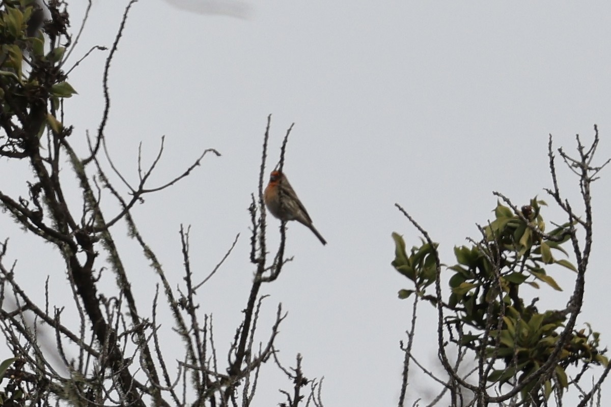 House Finch - Laura Crago