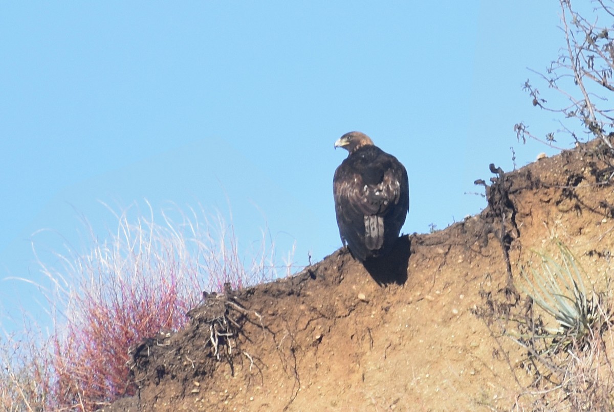 Golden Eagle - Alexander deBarros