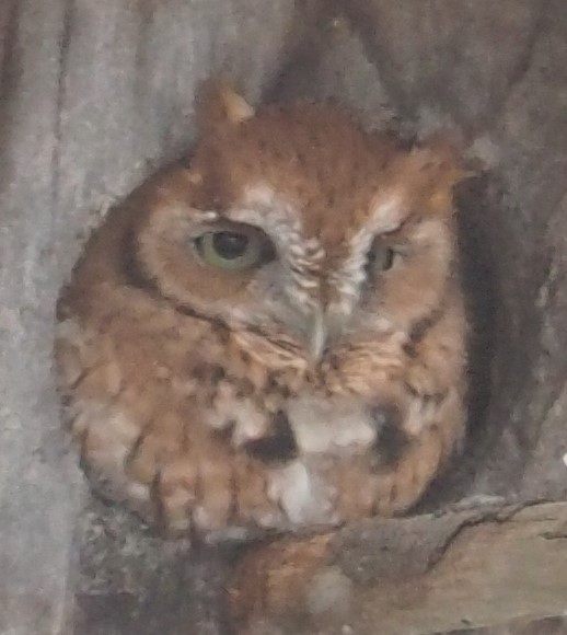 Eastern Screech-Owl - ML401226791