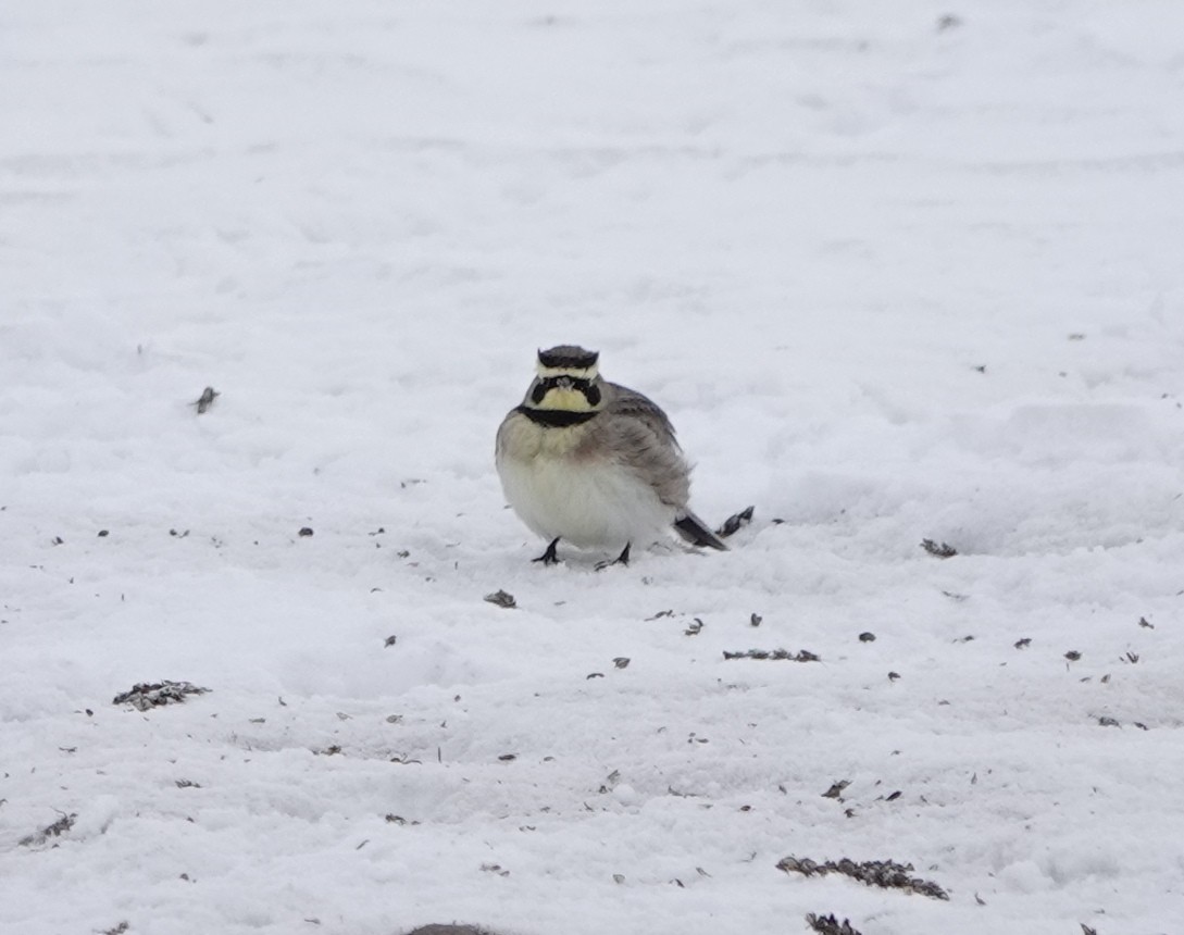 Horned Lark - dave koehler