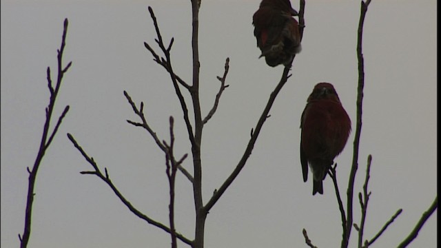 Red Crossbill - ML401230