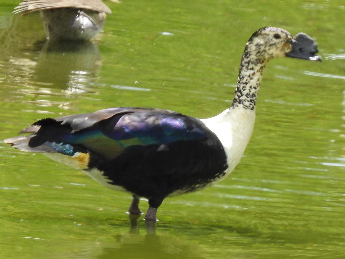 Canard sylvicole - ML401231941