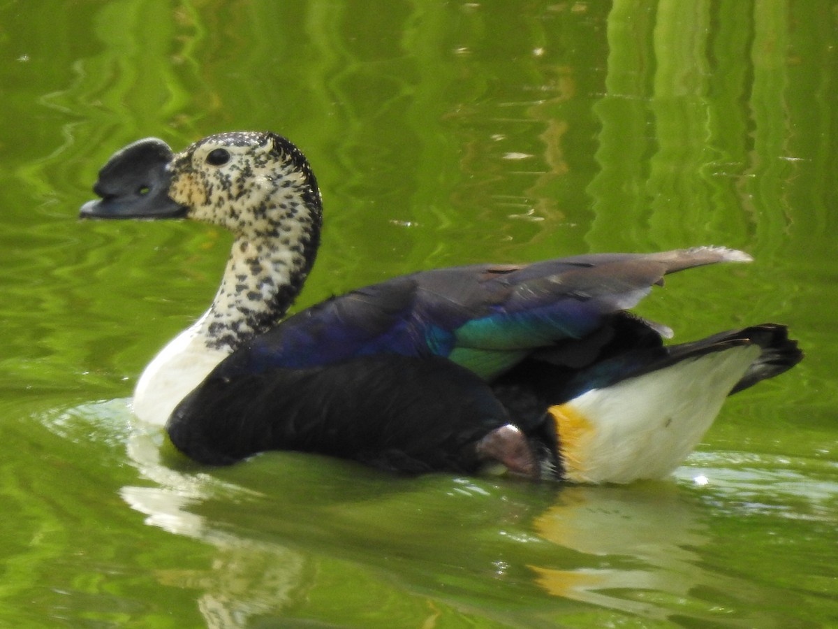 Comb Duck - ML401232161