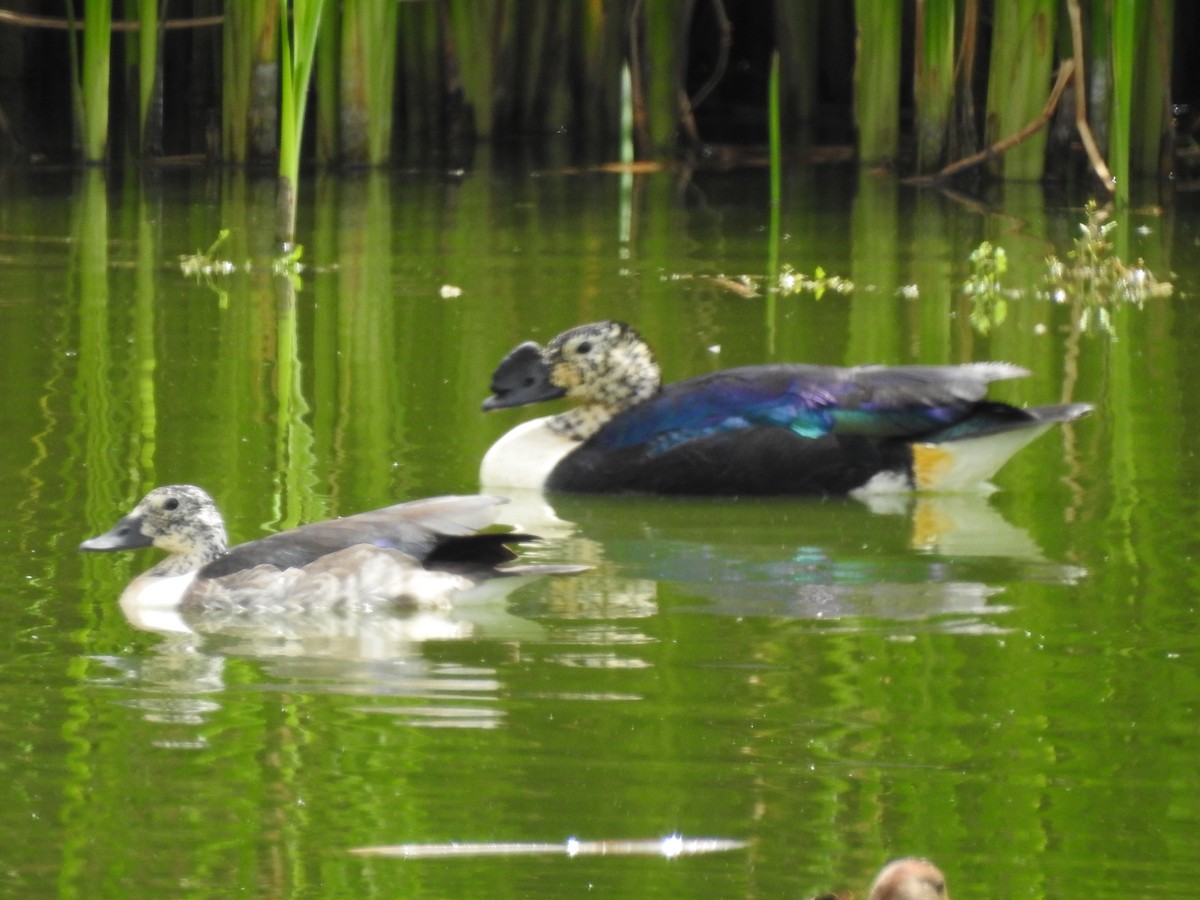 Canard sylvicole - ML401232501