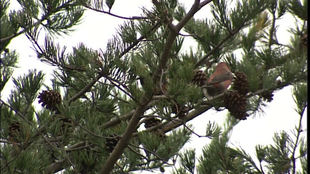 Red Crossbill - ML401233