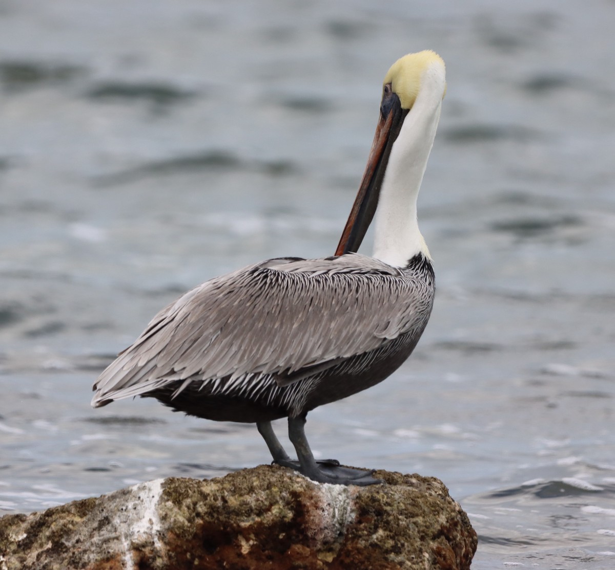 Brown Pelican - ML401233671