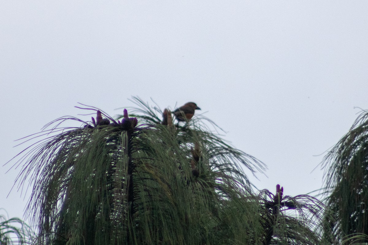 Red Crossbill (Sierra Madre or type 6) - ML401234621