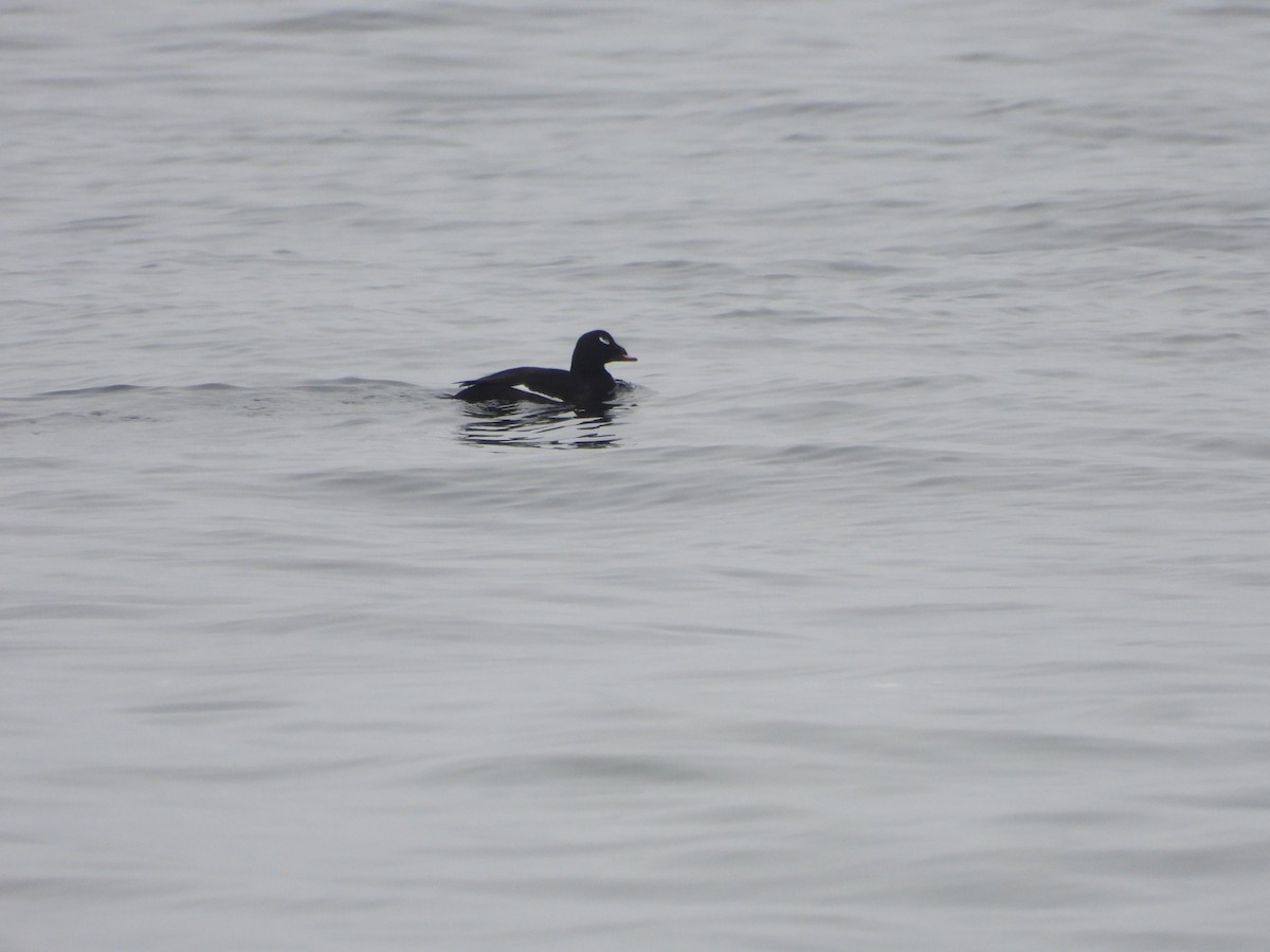 White-winged Scoter - ML401235141