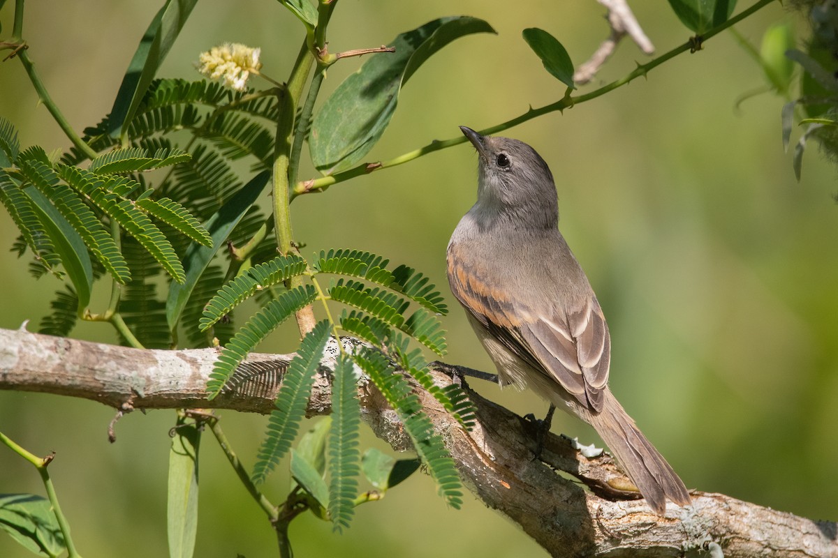 Southern Beardless-Tyrannulet - ML401235451