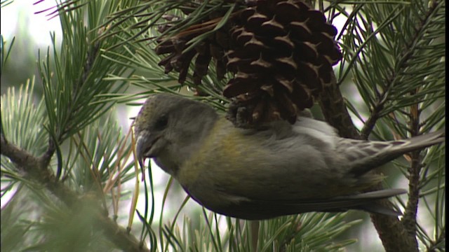 Red Crossbill - ML401237