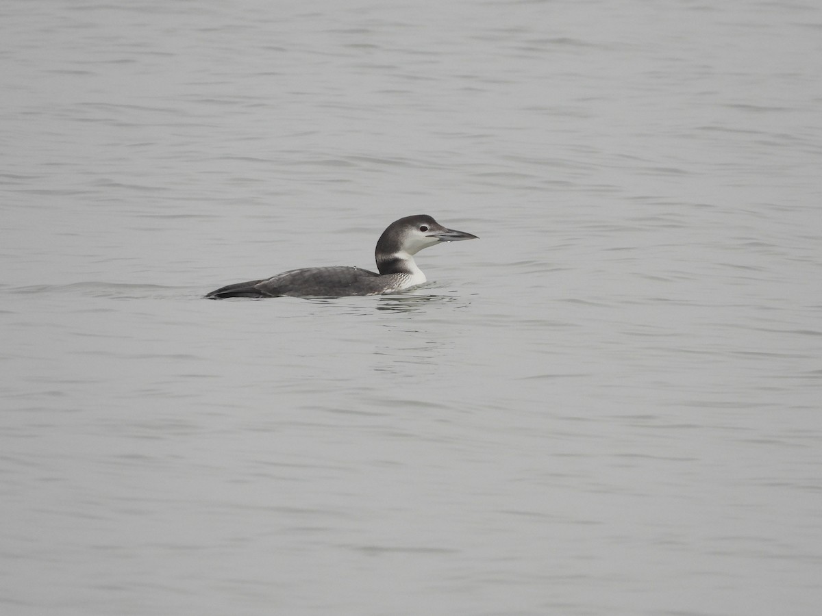 Common Loon - ML401237481