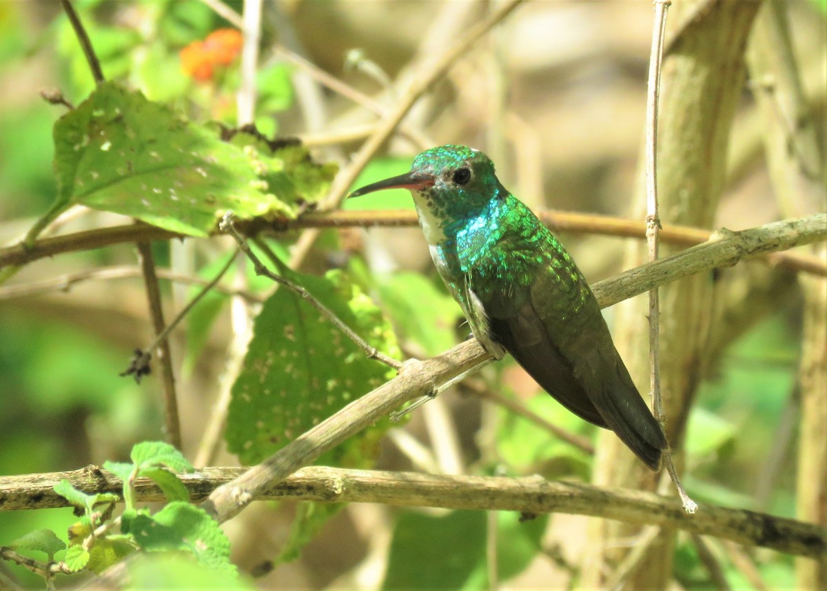 Versicolored Emerald - José Antonio Vicente Filho