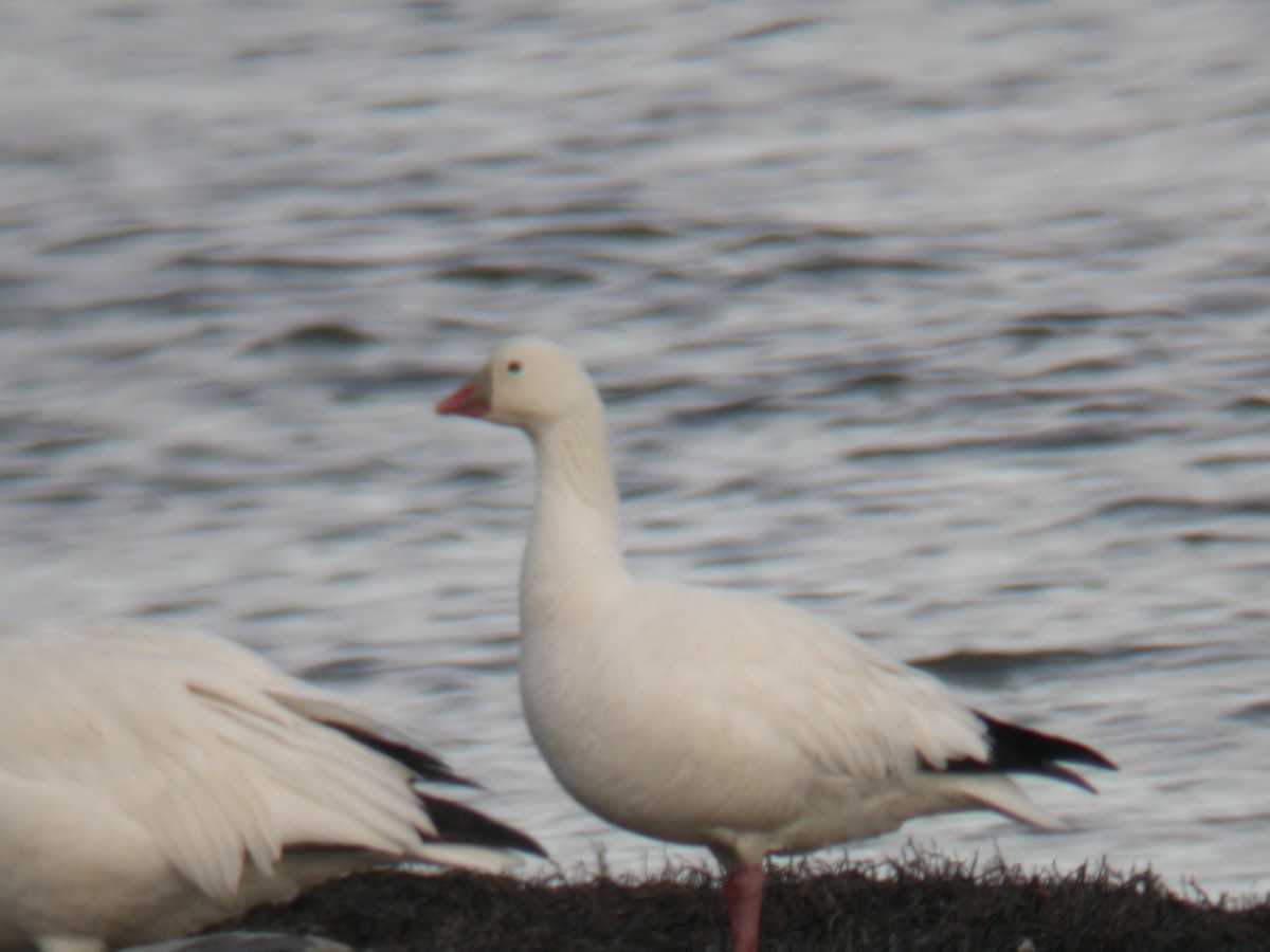 Ross's Goose - ML401238291