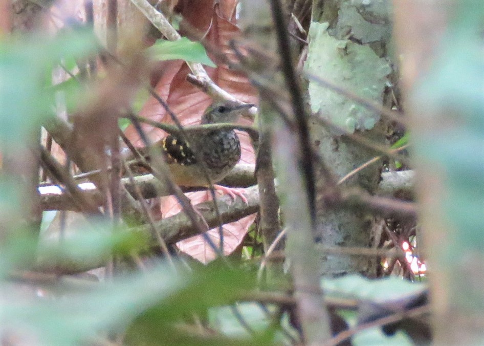 Scalloped Antbird - ML401238301