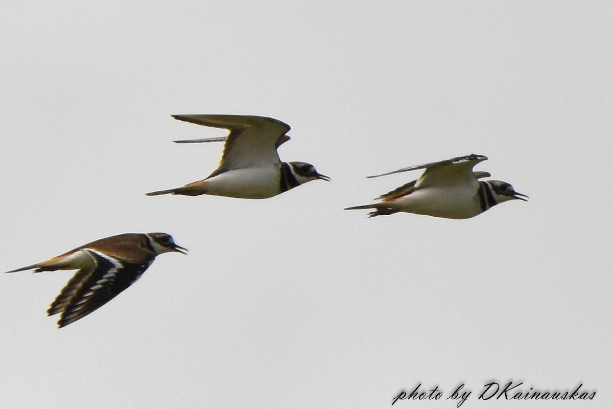 Killdeer - Deborah Kainauskas