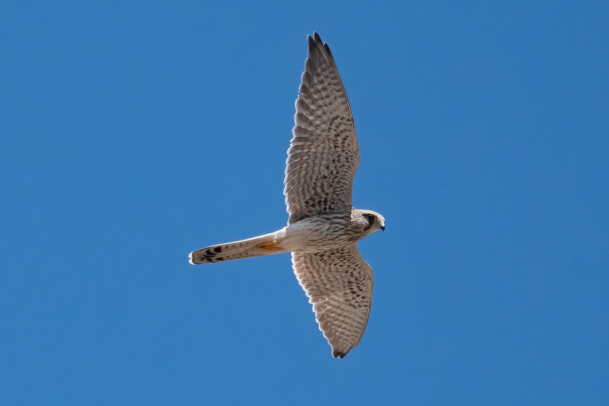 Eurasian Kestrel - ML401238991