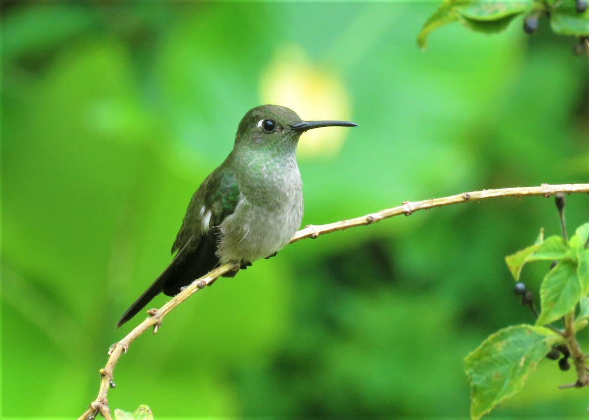 Sombre Hummingbird - José Antonio Vicente Filho