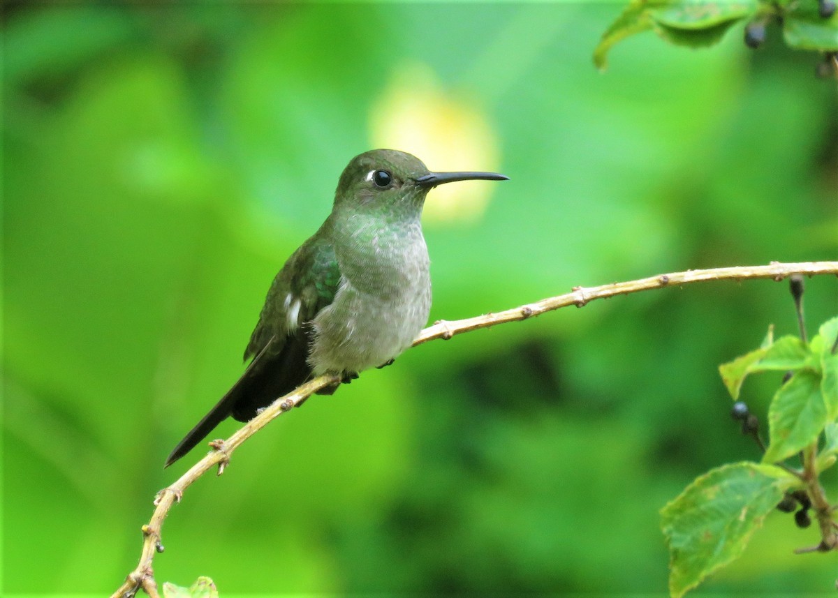 Sombre Hummingbird - ML401239471