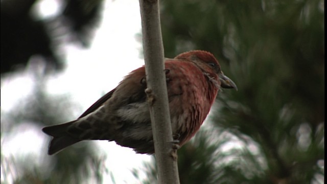 Red Crossbill - ML401241