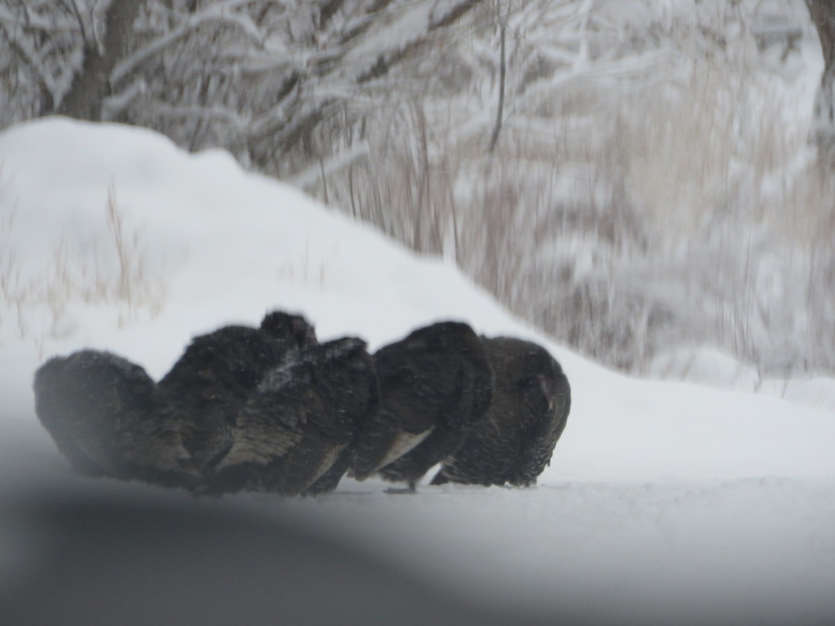 Wild Turkey - ML401241201