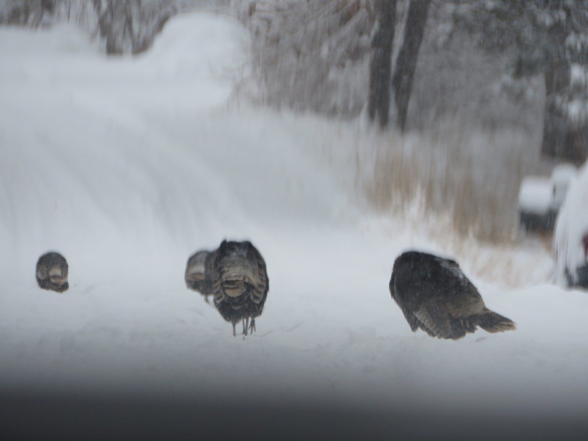 Wild Turkey - ML401241211