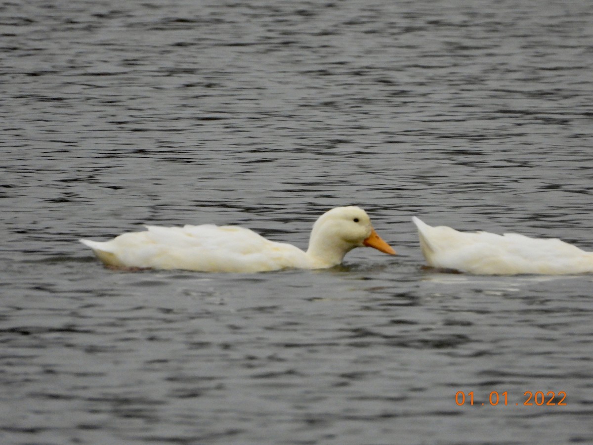 duck sp. - Kurt Emmert  🦆