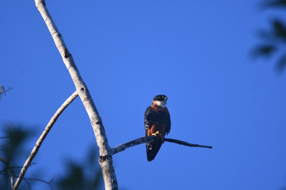 Orange-breasted Falcon - ML401242731