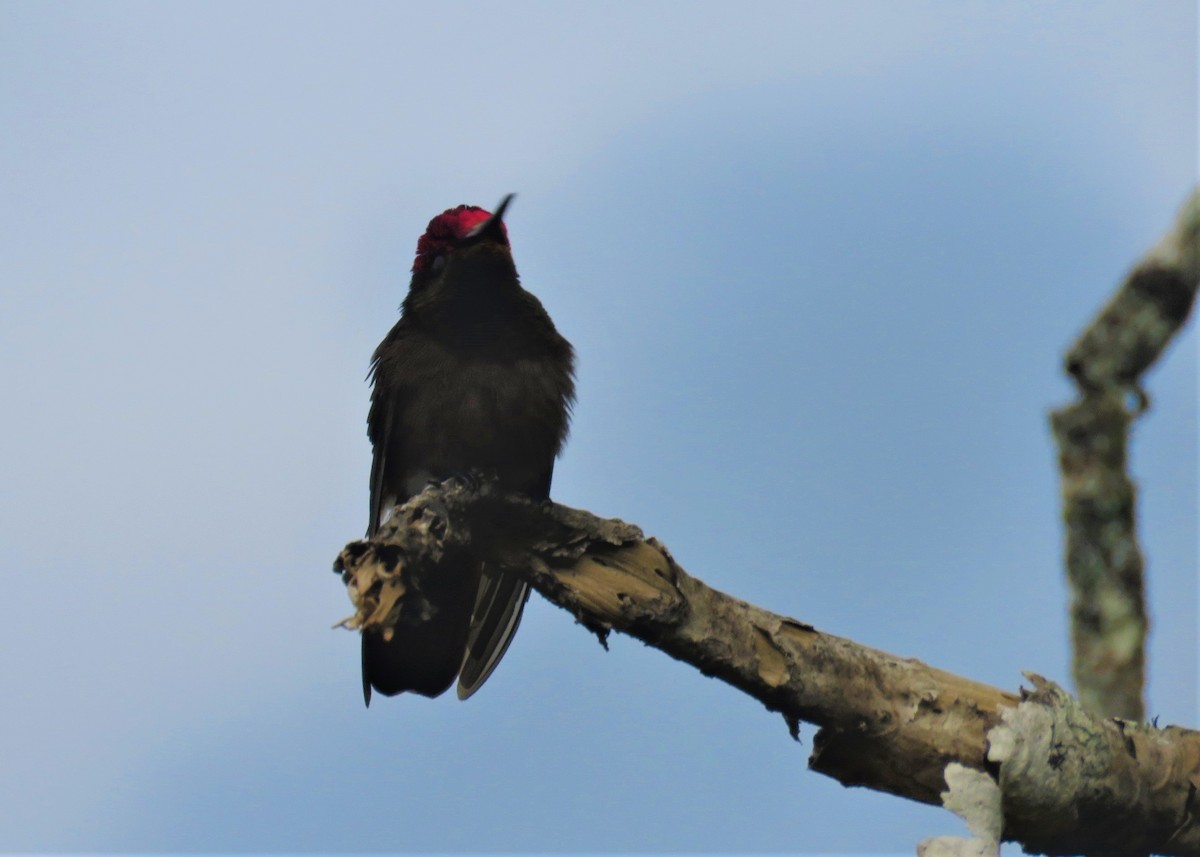 kolibřík červenohlavý - ML401242751