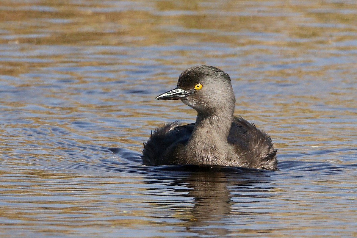 Least Grebe - Stephen Cook