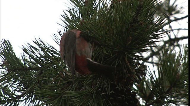 Red Crossbill - ML401243