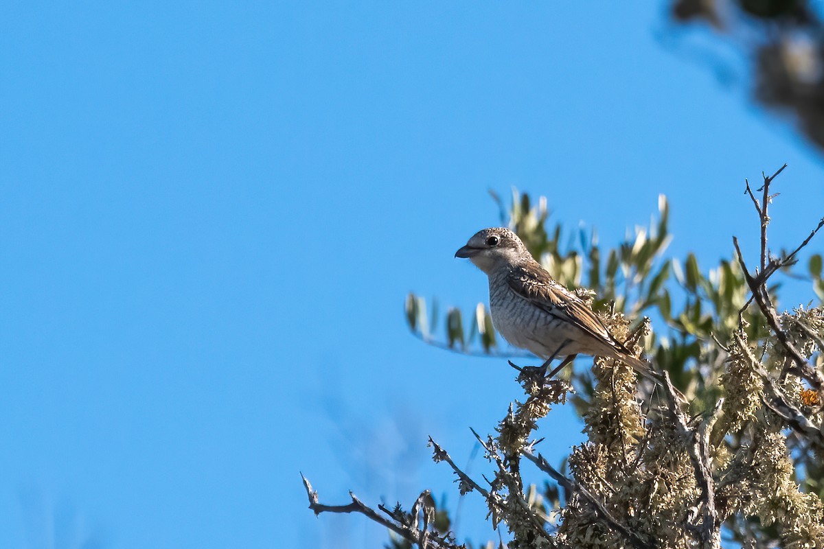 Woodchat Shrike - ML401243081