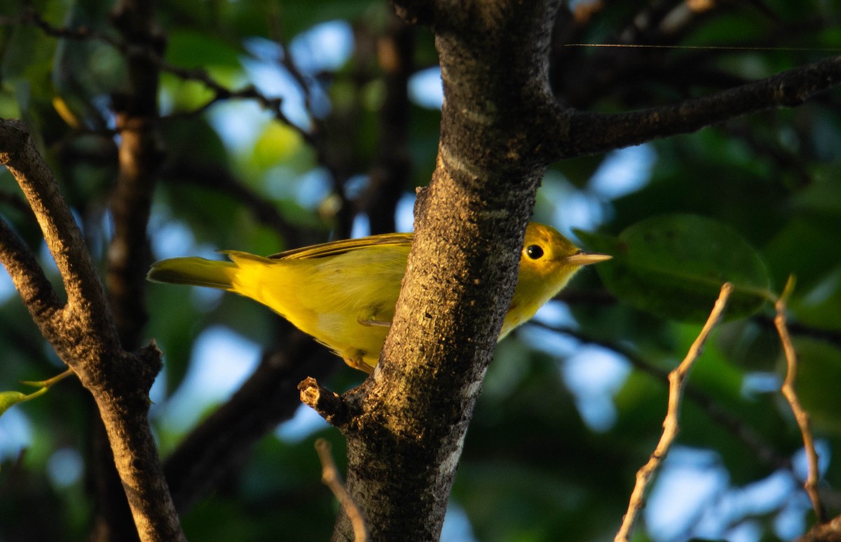 Yellow Warbler (Northern) - Victor Feliciano