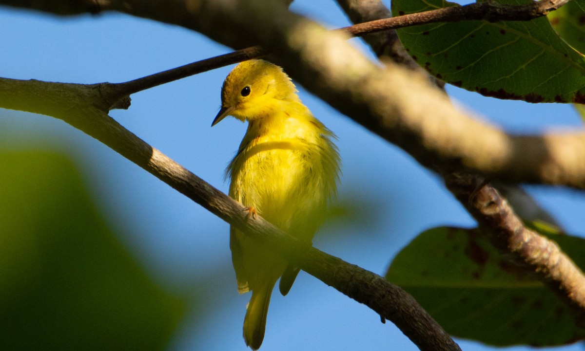 Yellow Warbler (Northern) - Victor Feliciano