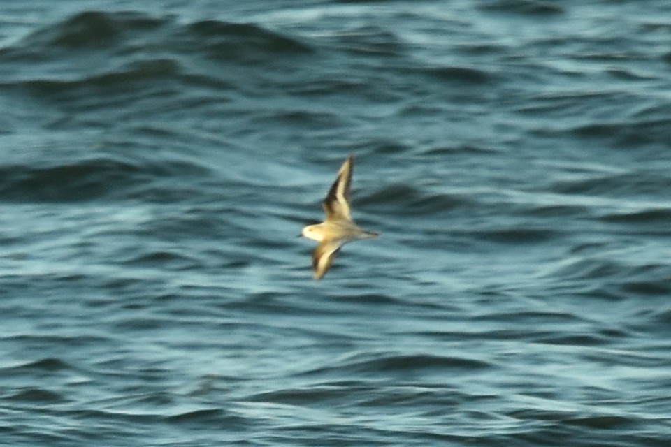Bécasseau sanderling - ML401244941