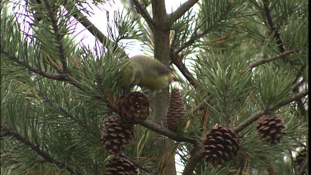 Red Crossbill - ML401245